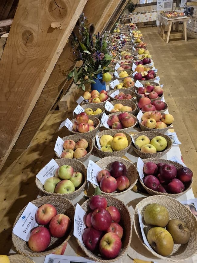 Studentka pomáhá do zapomenutých ovocných sadů se vracet život